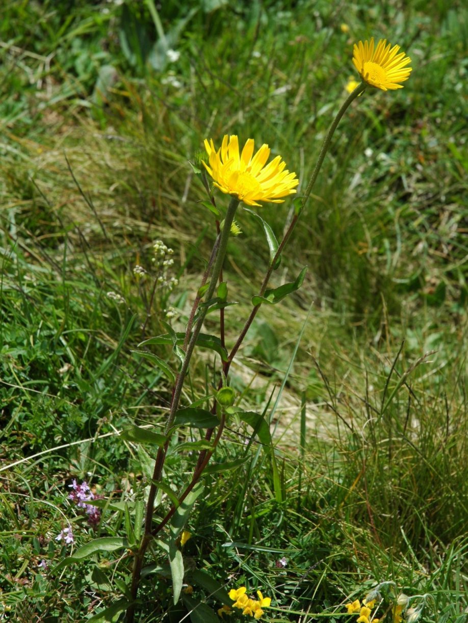 Inula salicina? No, Buphthalmum salicifolium